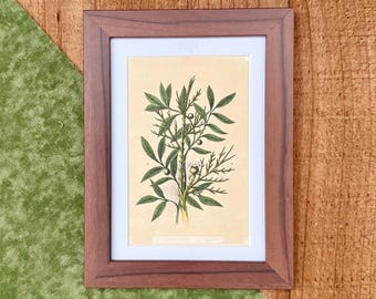 May include: A framed botanical print featuring a detailed illustration of a plant with green leaves and small berries. The print is set against a cream-colored background, framed in a dark brown wooden frame with a white mat. The artwork is displayed on a wooden surface.