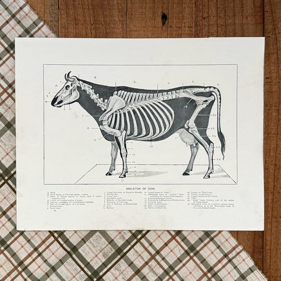 Cow Skeleton Line Drawing Cow Skeleton Drawing