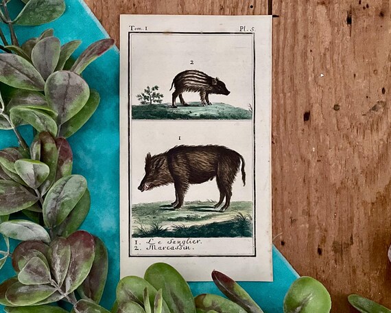 18th Century French Hand Colored Etching by Comte de Buffon 18th Century French Hand Colored Etching by Comte de Buffon
