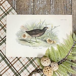 Spotted Crake Bird Print: 1897 Antique Avian Lithograph