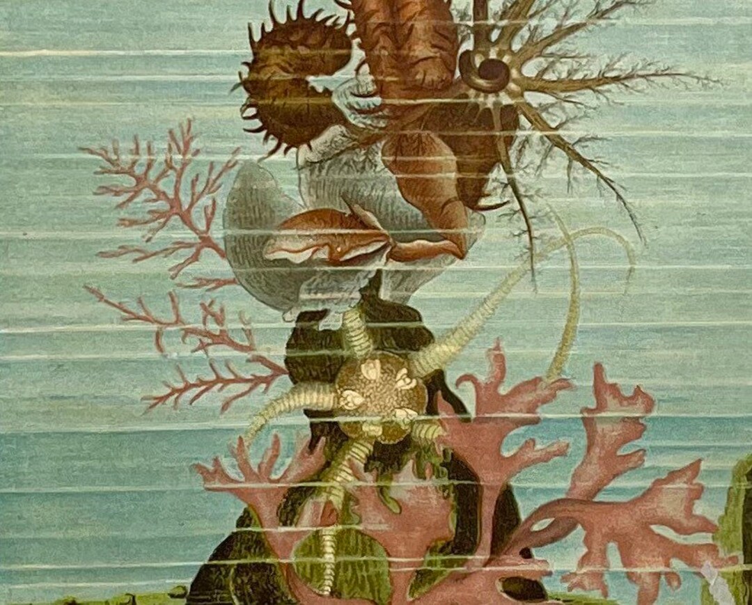 Holothurien Und Seestern John George Wood main image 1