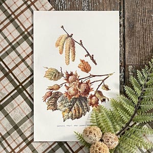 1906 Hazel Tree Illustration! Catkins, Leaves and Fruit! Tree Botanical Study Print! Framable Antique Botany Study! Tree Lithograph!