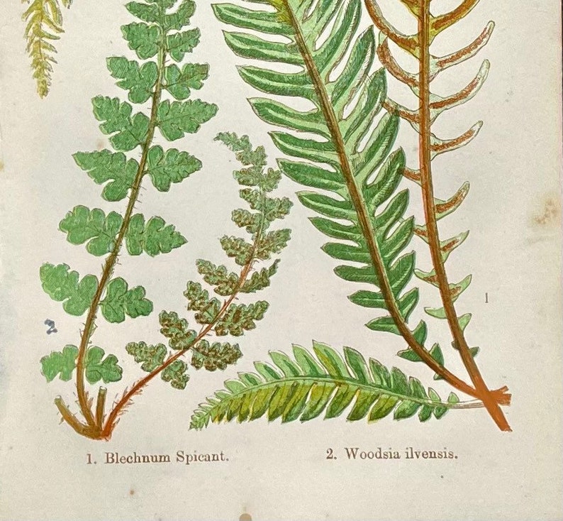 Antique Fern Botanical Print: Deer Fern, Oblong Woodsia, 1863 - Etsy