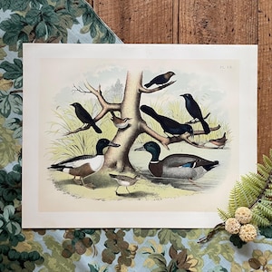 Antique Bird Print: 1888 Color Lithograph - Wren, Cow Bird & Grackle