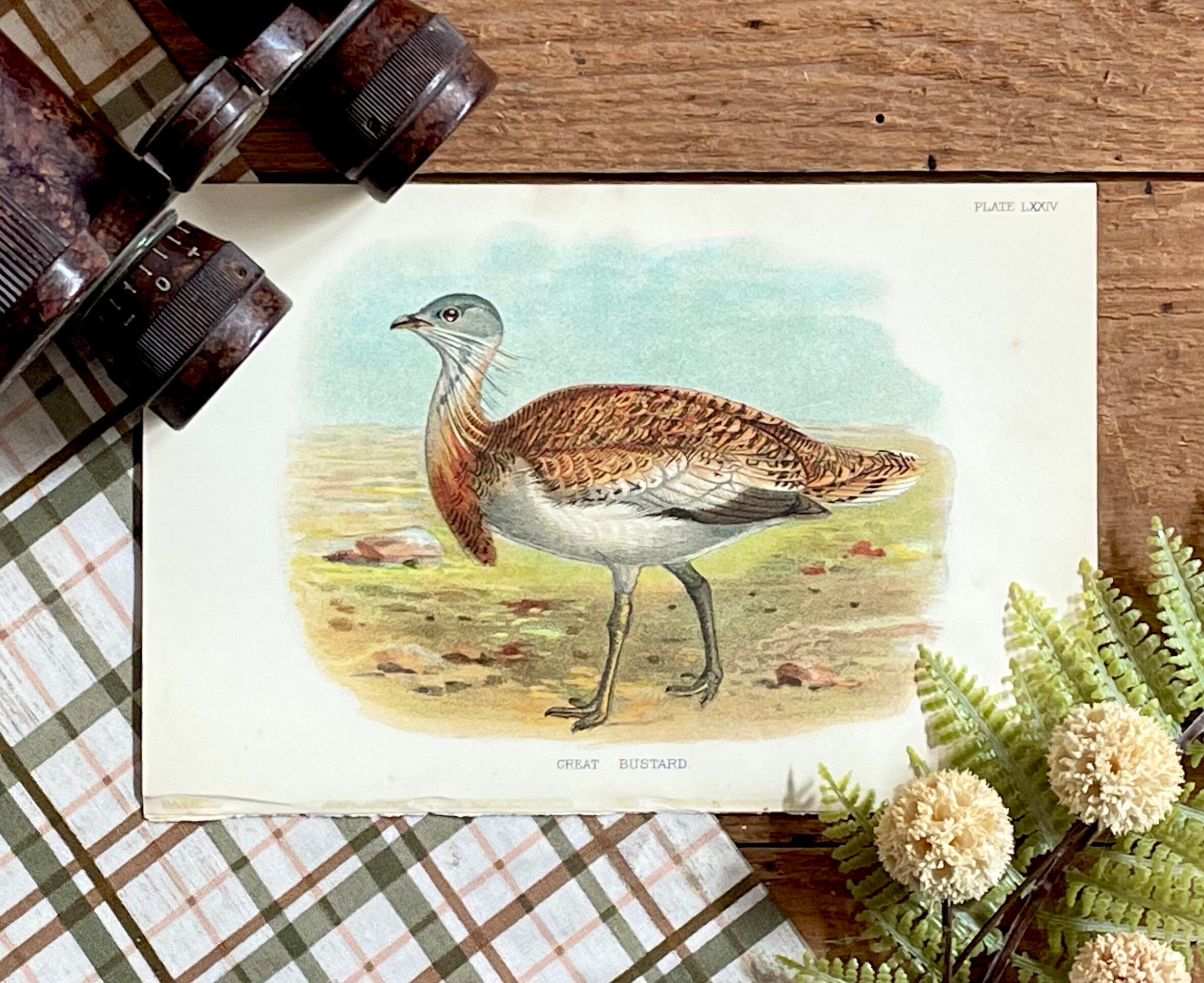 1896 Bustard Bird Print - Antique Lithograph - Etsy