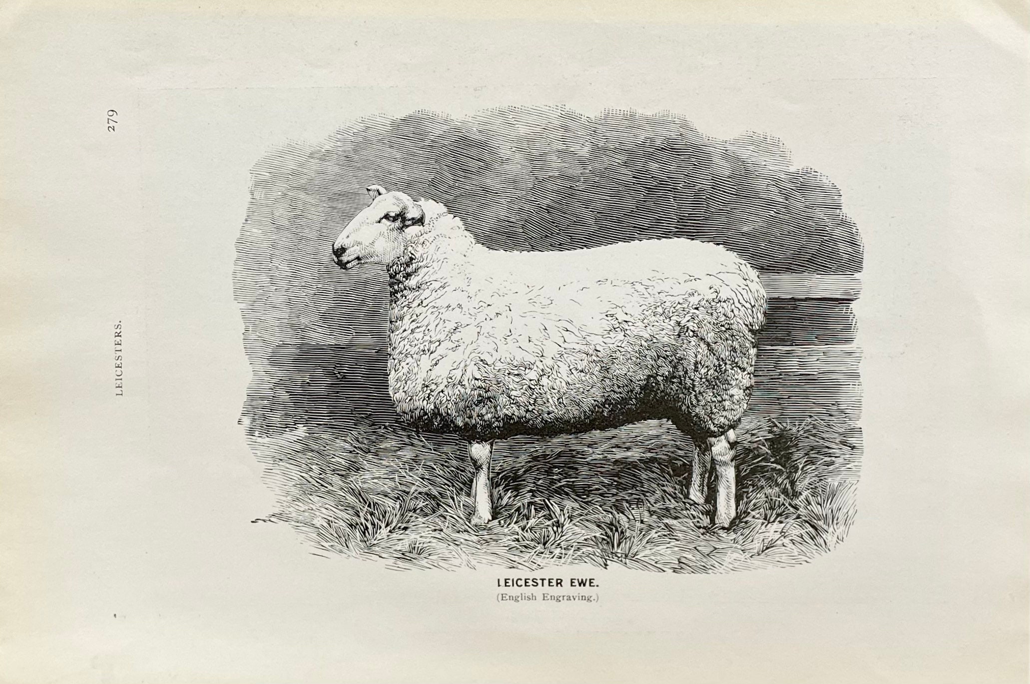 Antique Replica English Leicester Ewe Sheep Art Print Antique Replica English Leicester Ewe Sheep Art Print