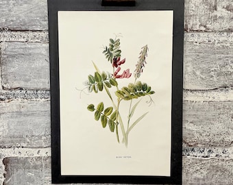 Antique Bush Vetch Botanical Print: 1899 Floral Book Plate