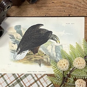 Antique Sea Eagle Lithograph: 1896 Bird of Prey Print