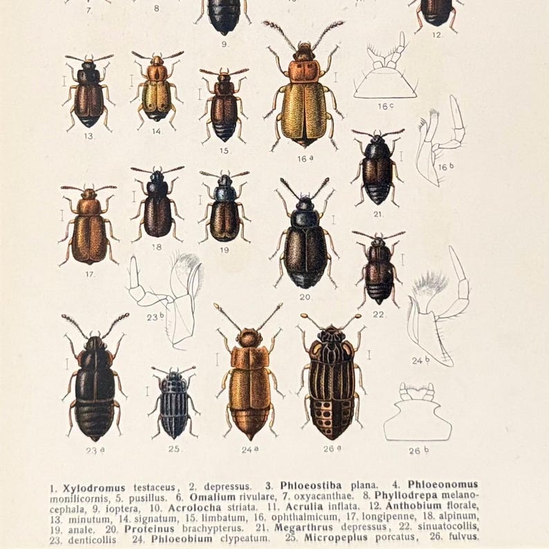 Antique Beetle Prints Fauna Germanica, German Insect Plates, Scientific ...