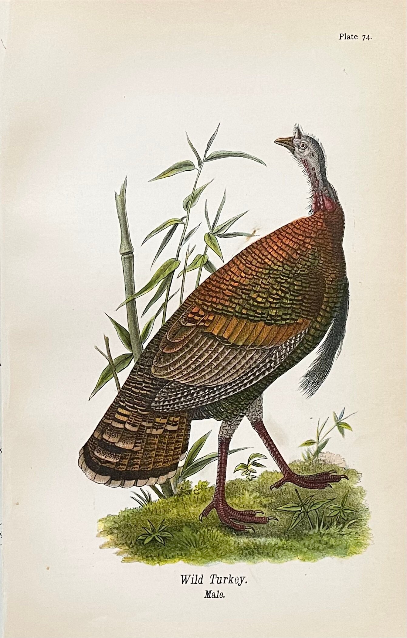 Wild Turkey Print Original 1890 Color Lithograph Antique Bird Print ...