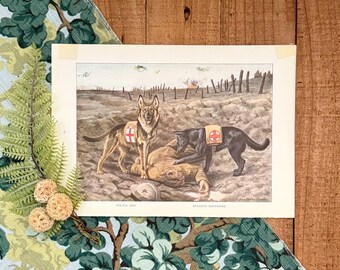 May include: Vintage print depicting two dogs, a German Shepherd and a black Belgian Shepherd, with red cross emblems, attending to a fallen soldier on a battlefield. The print is titled "Police Dog" and "Belgian Shepherd".