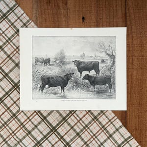 1902 Cattle Print: Antique Farmhouse Decor, Original Bookplate