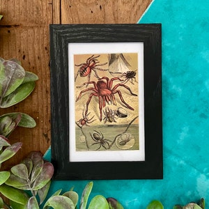 Framed 1870s Spider Print: Antique Lithograph, Nature Wall Decor