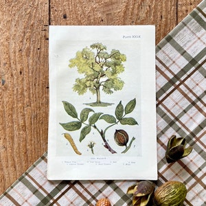 May include: A vintage botanical illustration of a walnut tree, with labeled parts including the tree, leaves, a nut, and a husk. The illustration is on a white background with the text "Plate XXXIX" and "Wild Walnut" in black.