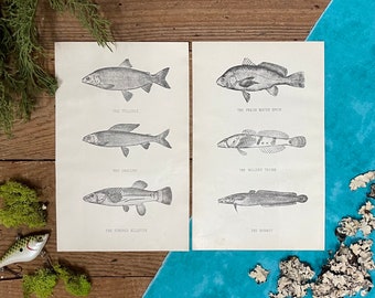 1902 Denton Freshwater Fish Illustrations! Gift for Dad! Original Black & White! PA Fish Report! Framable Prints! Lodge Decor!