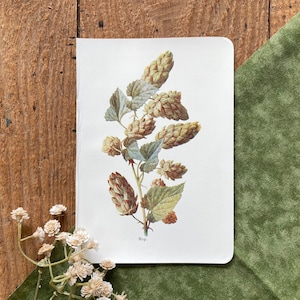 1907 Hop Plant Botanical Print: Antique Brewery Lithograph