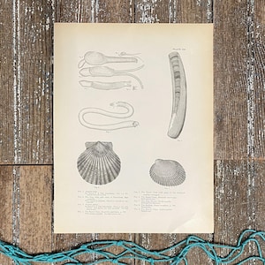 May include: A vintage black and white illustration of a sea creature, a clam, and a worm. The illustration is on a white paper with text describing the species. The text includes the words "Plate 184" and "Fig. 5. The Bloody Clam and some of the internal organs."