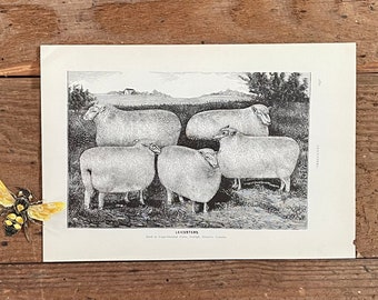 Antique Replica English Leicester Ewe Sheep Art Print Antique Replica English Leicester Ewe Sheep Art Print