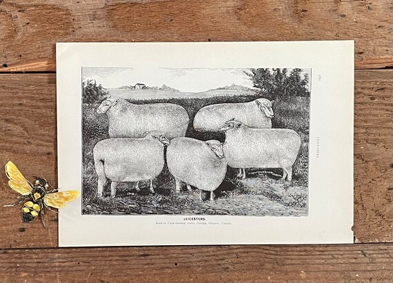 Antique Replica English Leicester Ewe Sheep Art Print Antique Replica English Leicester Ewe Sheep Art Print