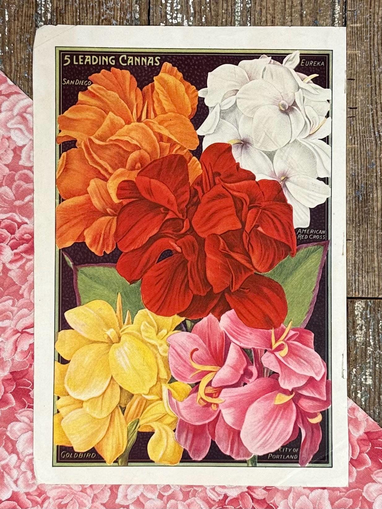 フラワーキャノピー 1922 Canna Lilies Print: Antique Seed Catalog Page, Framable