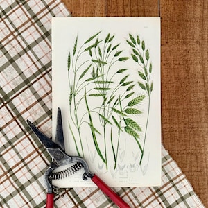 May include: An antique botanical print featuring detailed illustrations of green grasses and wheat. A pair of vintage red-handled garden shears rests on the corner of the print. The print is on a white background, and the shears are made of metal.