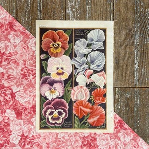 1923 Pansies &  Sweet Pea Seed Catalog Page Print! John Lewis Childs! Framable Flower Illustration Seed Print! Gardener Gift!