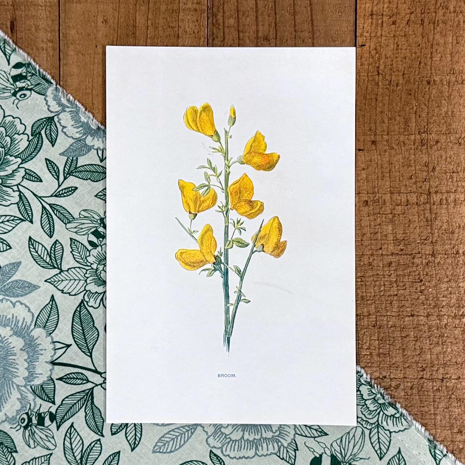 1899 Broom Flower Botanical Print: Antique Yellow Floral Book
