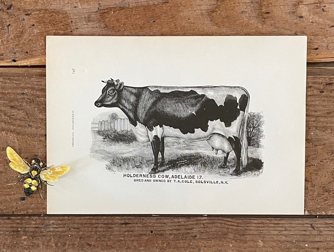 1890s Holderness Cow Print Adelaide Original Print Book Etsy