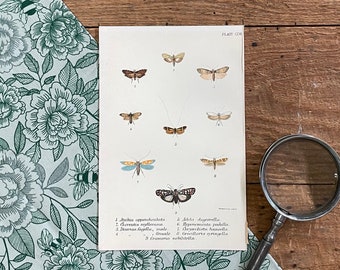 May include: A vintage illustration of nine different types of moths, labeled with their scientific names. The illustration is printed on a cream-colored paper with a brown border.