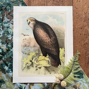 1888 Sea Eagle Print: Antique Bird Lithograph, Coastal Illustration