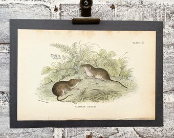 Common Shrew Original Colored Lithograph! 1895 Allen’s Naturalist Library! Mammals! Natural History! Gallery Wall! Animal Nursery Art!