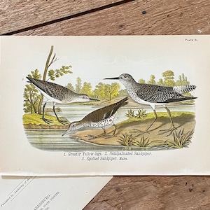 Sandpiper Print! Original 1890 Color Lithograph! Antique Bird Print! Nature Lodge Artwork! Coastal Bird!