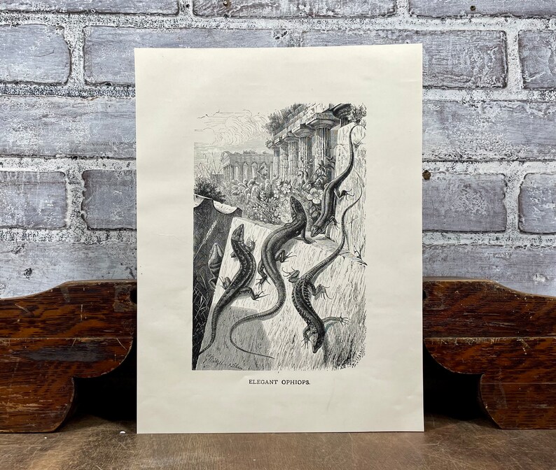 Antique Ophiops Lizard Engraving: Selmar Hess, 1898 Reptile Print - Etsy