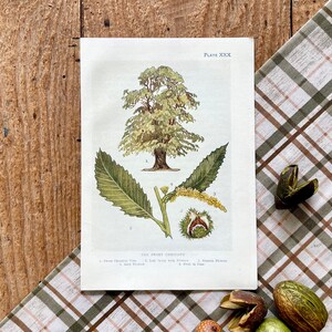 Sweet Chestnut Tree! Original 1912 Antique Woody Trees Botanical Print! Framable Horticulture Botany Lithograph! Gallery Wall!