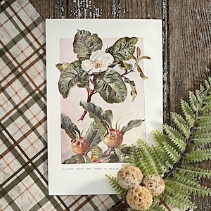 1906 Medlar Tree Illustration! Leaf, Flower and Fruit! Tree Botanical Study Print! Framable Antique Botany Study! Tree Lithograph!