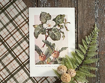 May include: A vintage botanical illustration of a medlar tree with white flowers and brown fruit. The illustration is printed on white paper with a pink background and the text "FLOWERS, FRUIT, AND LEAVES OF MEDLAR" at the bottom.