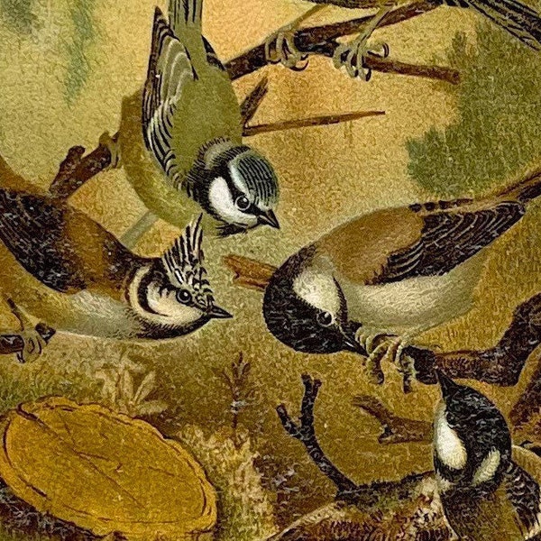 Titmouse Bird Print! Original Colored Lithograph! Selmar Hess! 1898 Animate Creation! Natural History! Gallery Wall! Wild Bird Print!