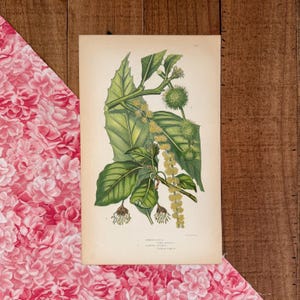 May include: Vintage botanical print featuring detailed illustrations of various plant species. The artwork showcases green leaves, spiky seed pods, and delicate yellow flower clusters. The print is set against a cream-colored background, with text at the bottom.
