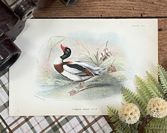 1896 Common Sheld Duck Print - Antique Bird Lithograph!