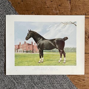 May include: A black Hackney stallion named Danegelt, standing in a field in front of a red brick building. The horse is wearing white leg bands and has a long, flowing mane and tail.