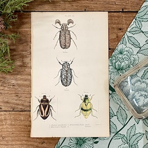 1858 Scarab Beetle Lithograph Print: Entomology Illustration