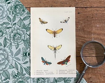 May include: A vintage illustration of six different types of moths with their scientific names and numbers. The moths are depicted in a natural setting with a light brown background. The illustration is printed on a white card with a black border.
