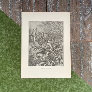 May include: A black and white vintage illustration of a group of green monkeys in a jungle setting. The image is titled "Green Monkeys".