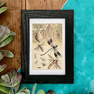 1870s Insect Lithograph Print: Framed Antique Nature Illustration