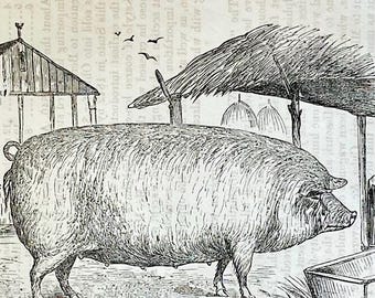 1863 Suffolk Sow Pig Print: Antique Farmhouse Wall Art - Etsy