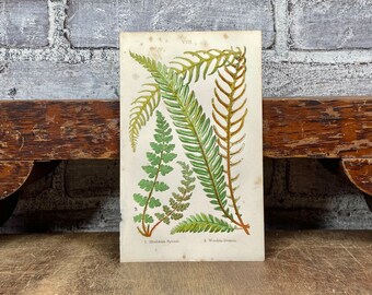 1863 Deer Fern, Oblong Woodsia Fern! British Ferns Allies by Thomas Moore! Original Antique Botanical Print! Gallery Wall!