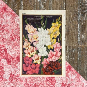 1923 Gladiolus Seed Catalog Print: John Lewis Childs Floral Art