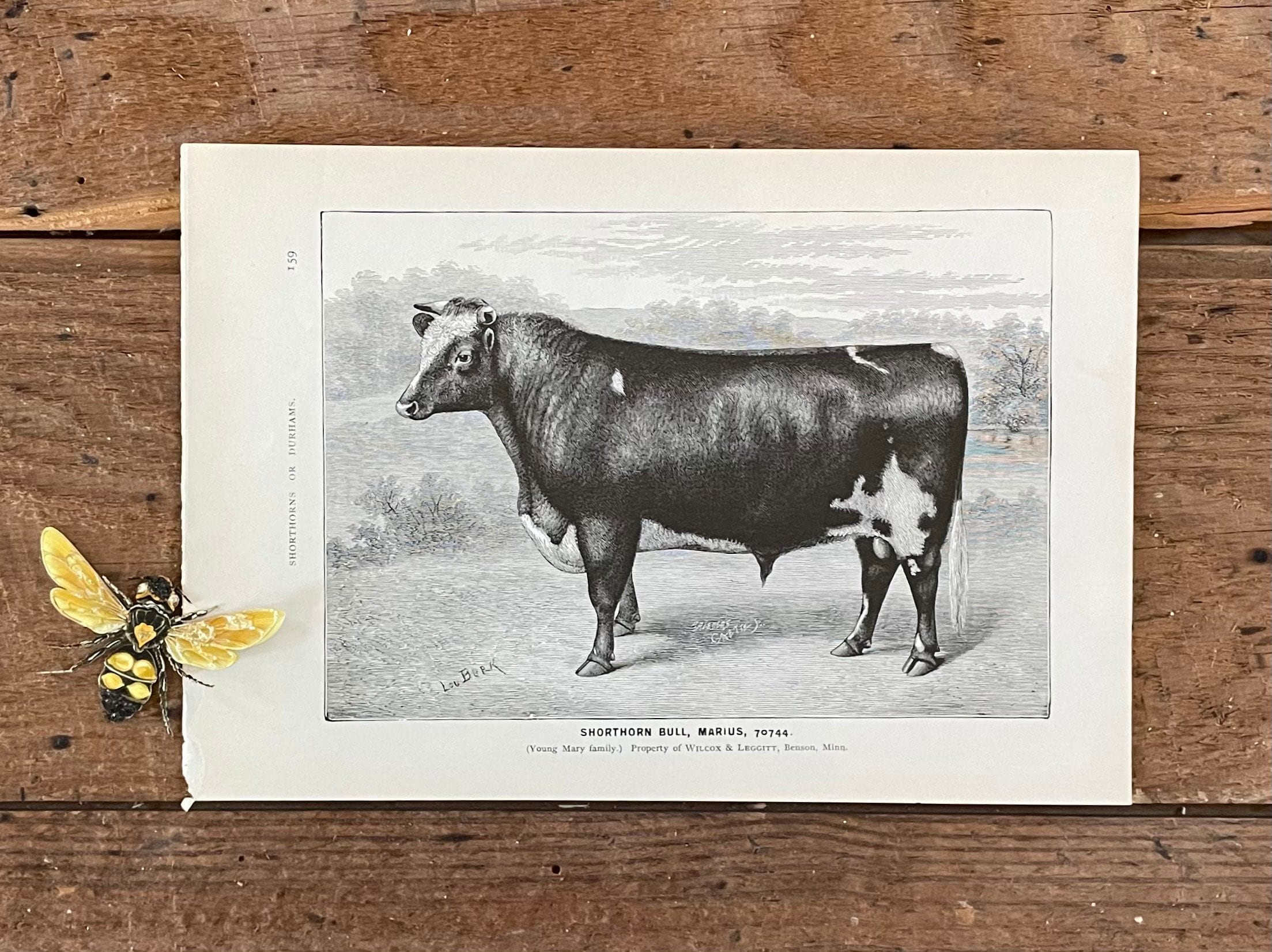 邦楽 COW COW was INNOCENT. 邦楽 COW COW was INNOCENT. 邦楽 COW COW was INNOCENT. Amazon.co.jp