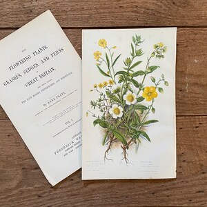 Anne Pratt Antique Botanical Print: Yellow Rock Rose, 1874