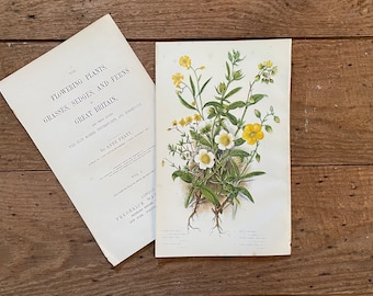 1878 Anne Pratt Original Framable Antique Botanical Print! Yellow Rock Rose Print! Gallery Wall! English Flowering Plants! Gardener Gift